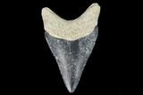 Serrated, Fossil Megalodon Tooth - Florida #110442-1